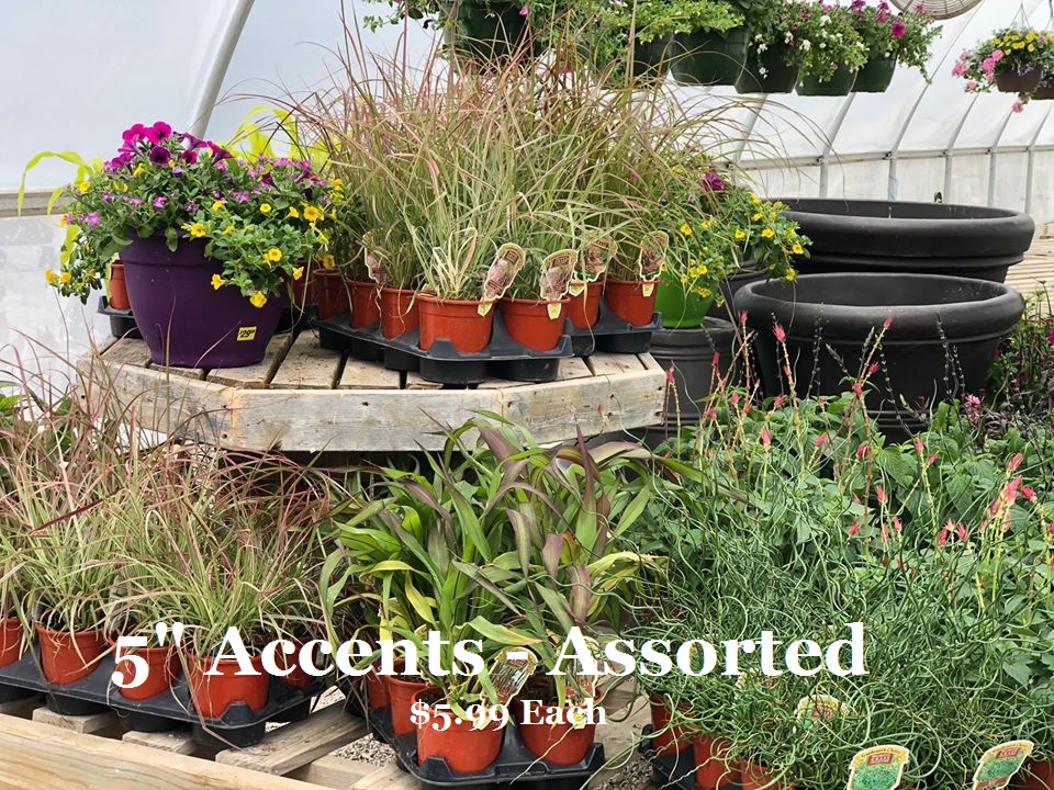 Accent Plants Borzynskis Farm & Floral Market